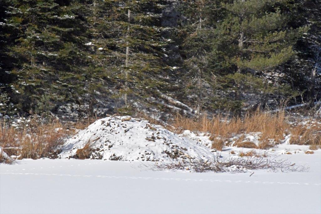 Beaver Lodge 11-12-19