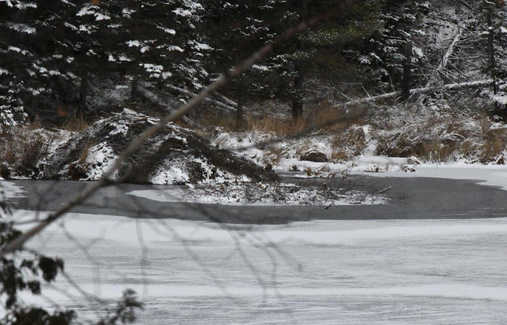 Beaver Lodge 11-5-19