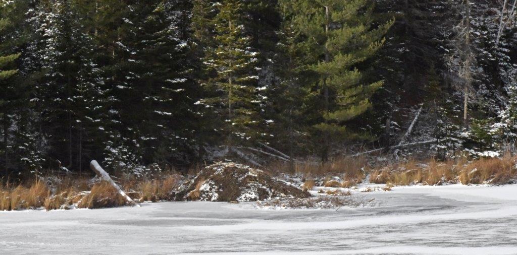 Beaver Lodge 11-6-19