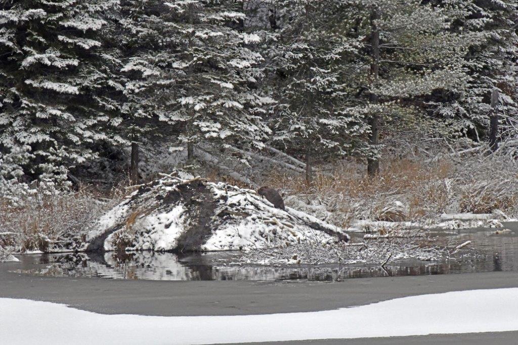 Beaver at Lodge 11-4-19