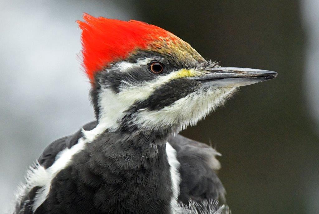 Pileated female