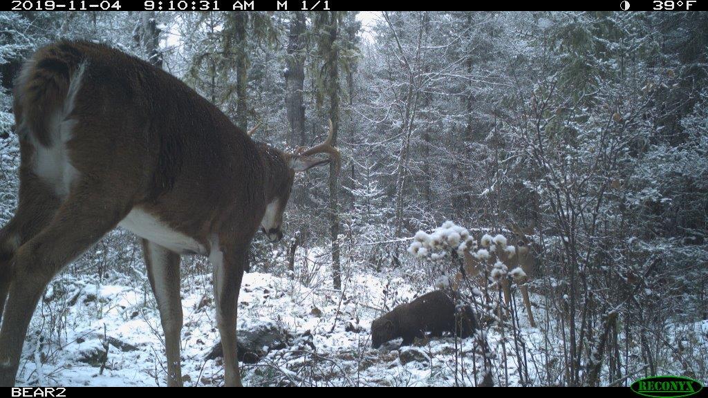 Deer and fisher on the NABC cam