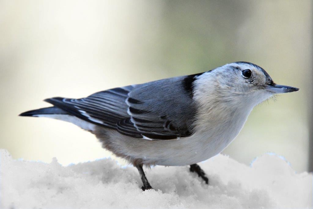 White breasted nuthatch