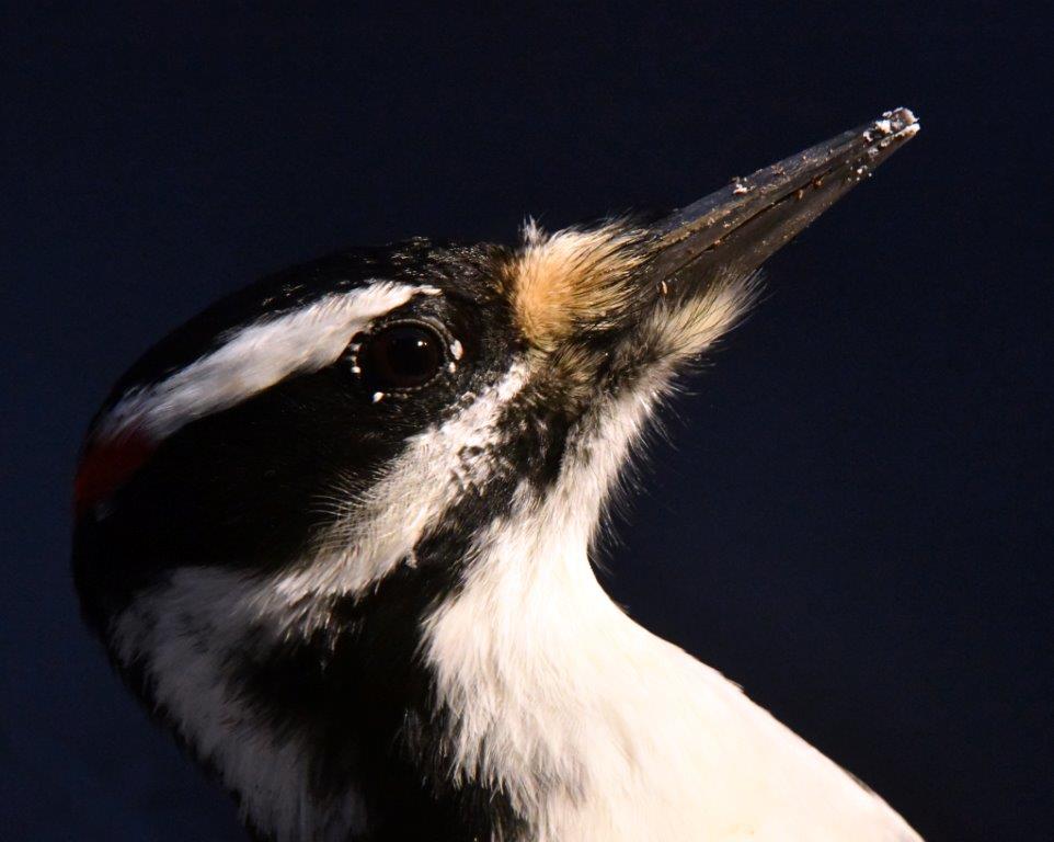 Hairy woodpecker