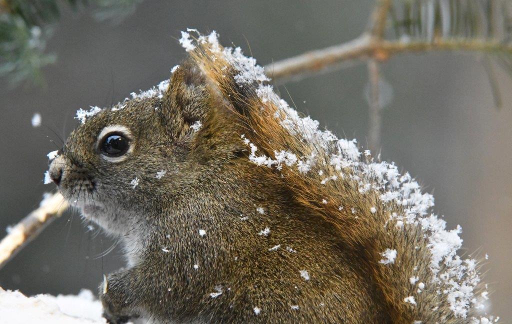 Red squirrel
