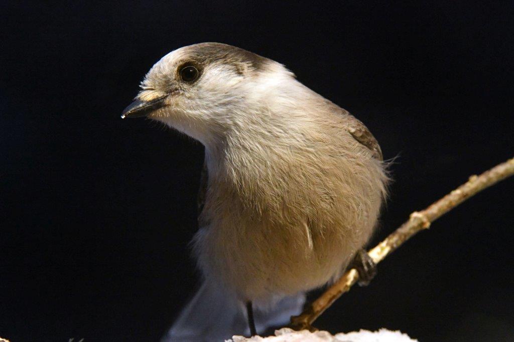 Gray jay