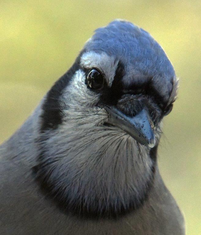 Blue Jay