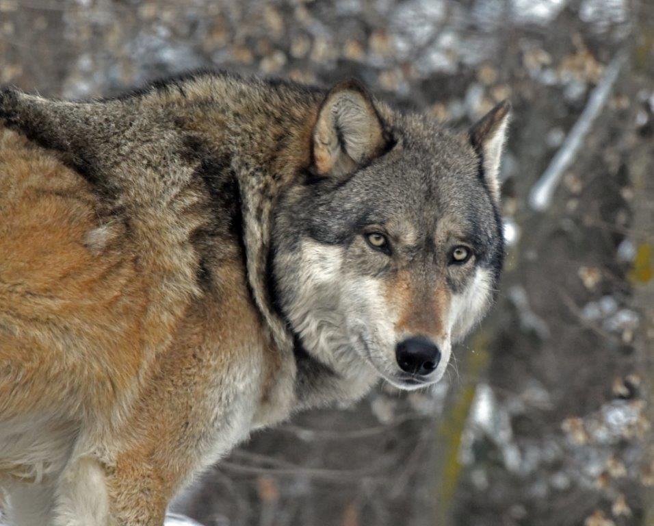 Boltz at the Wolf Center