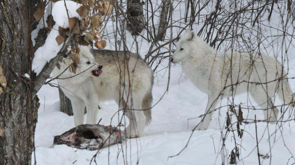Denali snarling over carcass