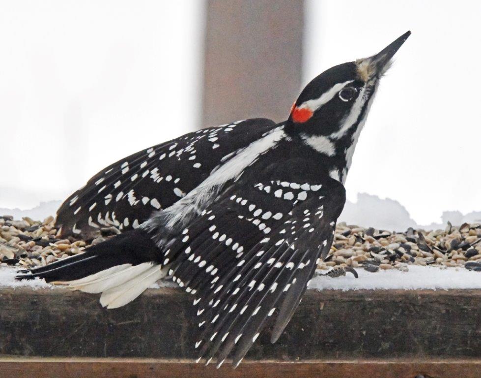 Hairy woodpecker