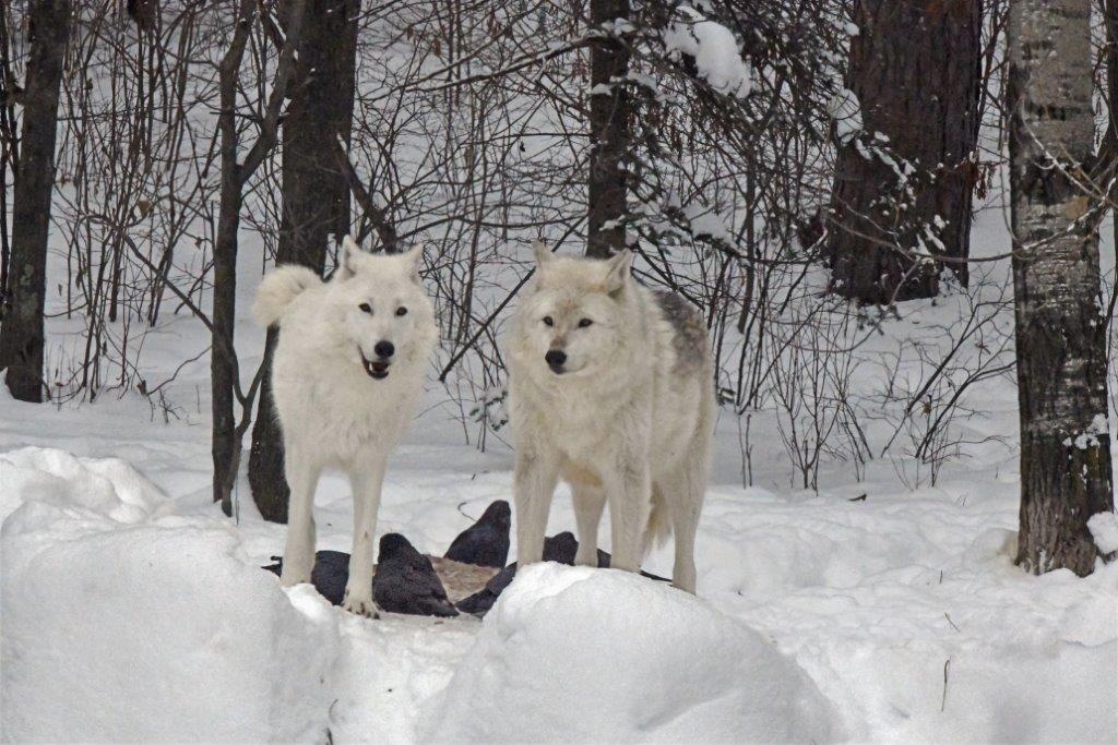 Wolves Alex & Denali w/ravens