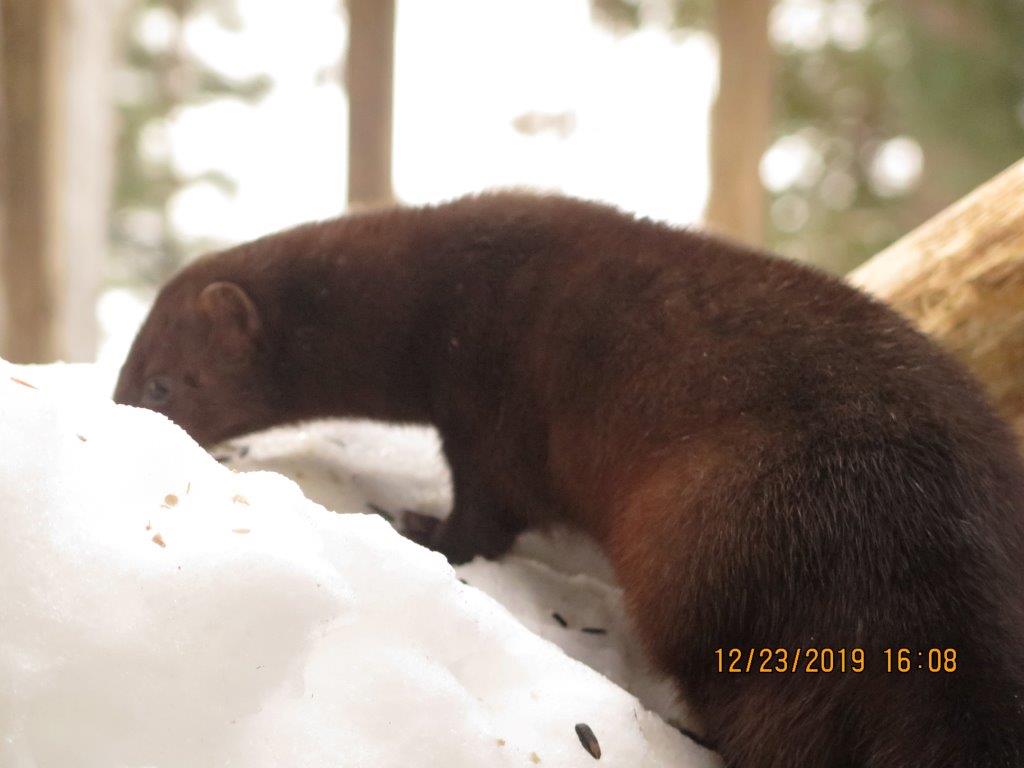 Mink Stripe