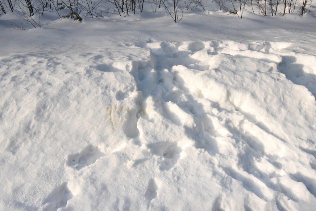 Wolf sign