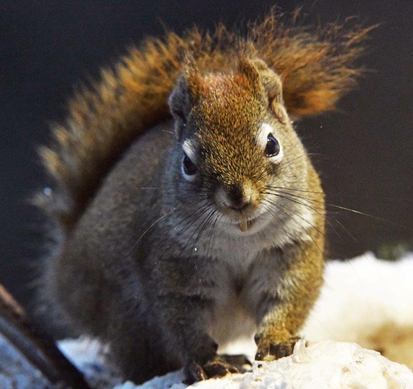 Red squirrel