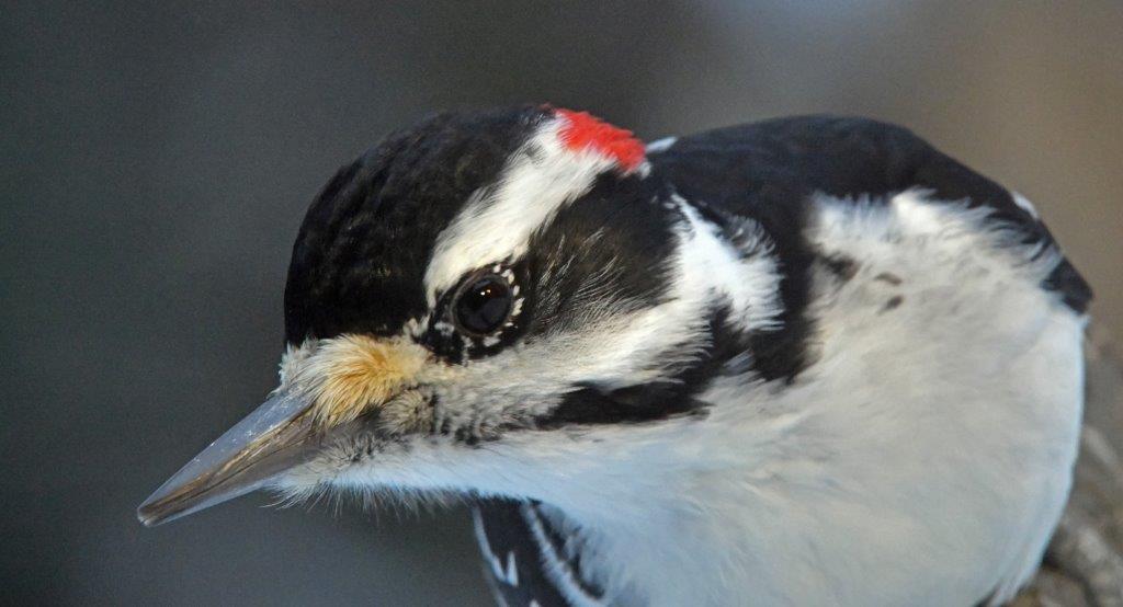 Hairy woodpecker