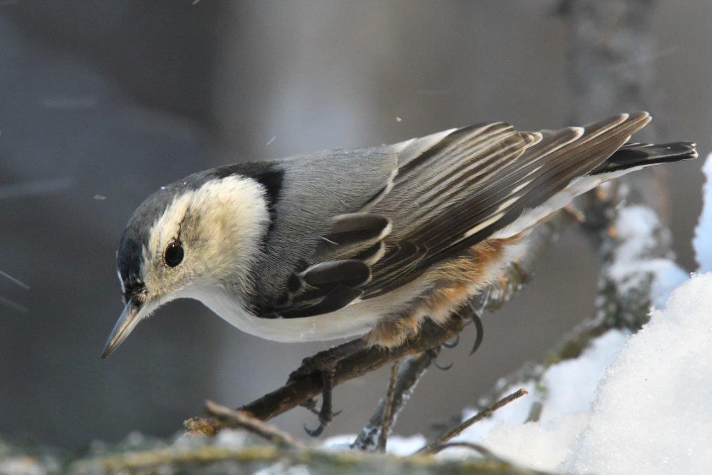 White-breasted nuthatch female