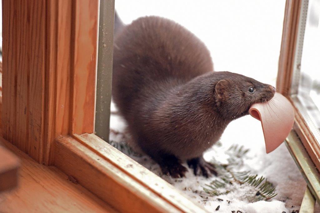 Mink Stripe