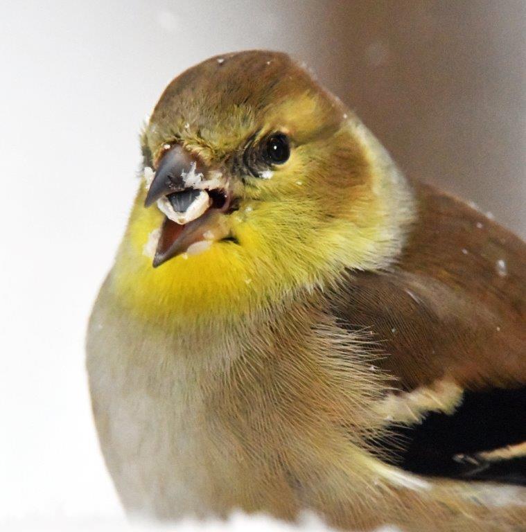 Goldfinch male