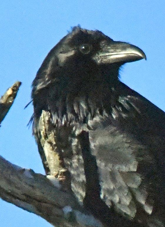 Raven