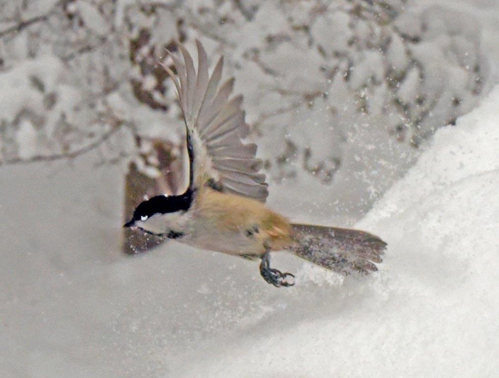 Chickadee Landing