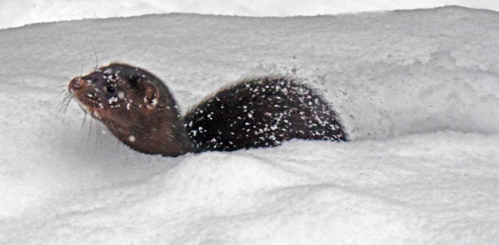 Mink Stripe