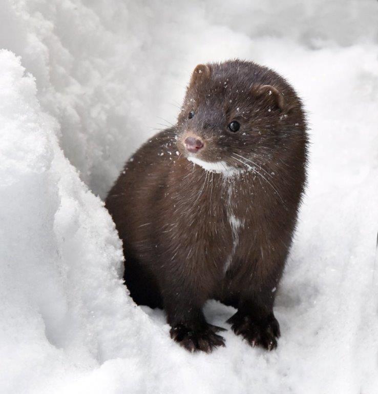 New Mink