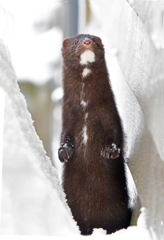 New Mink standing