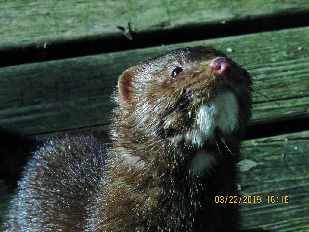 Mink Clear 03-22-2019