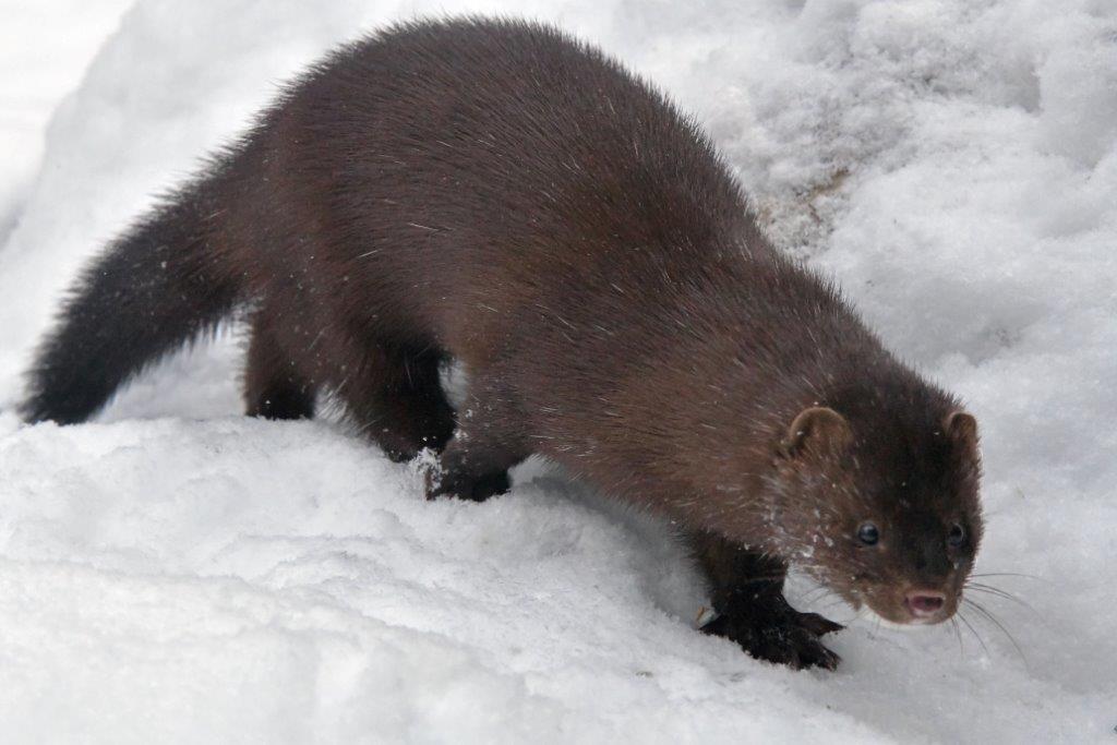 New Mink