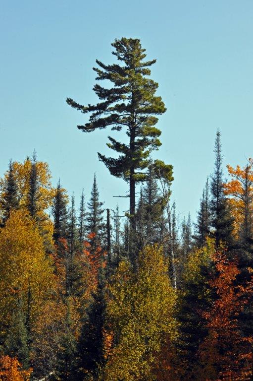 White Pine