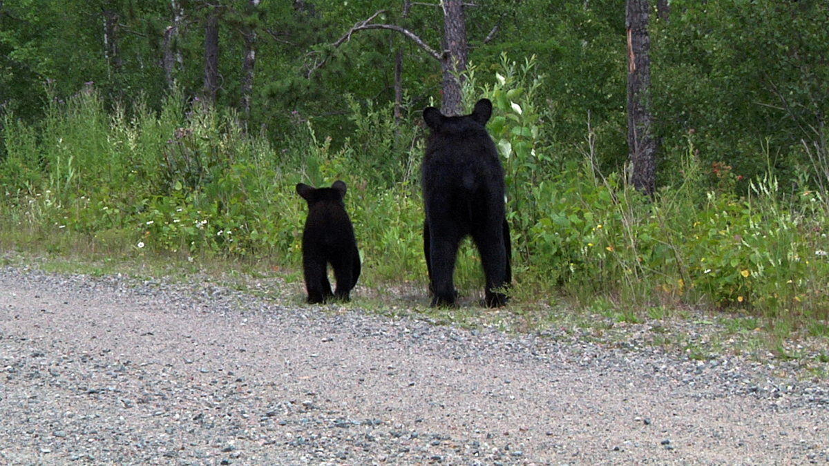 Lily & Hope walking away