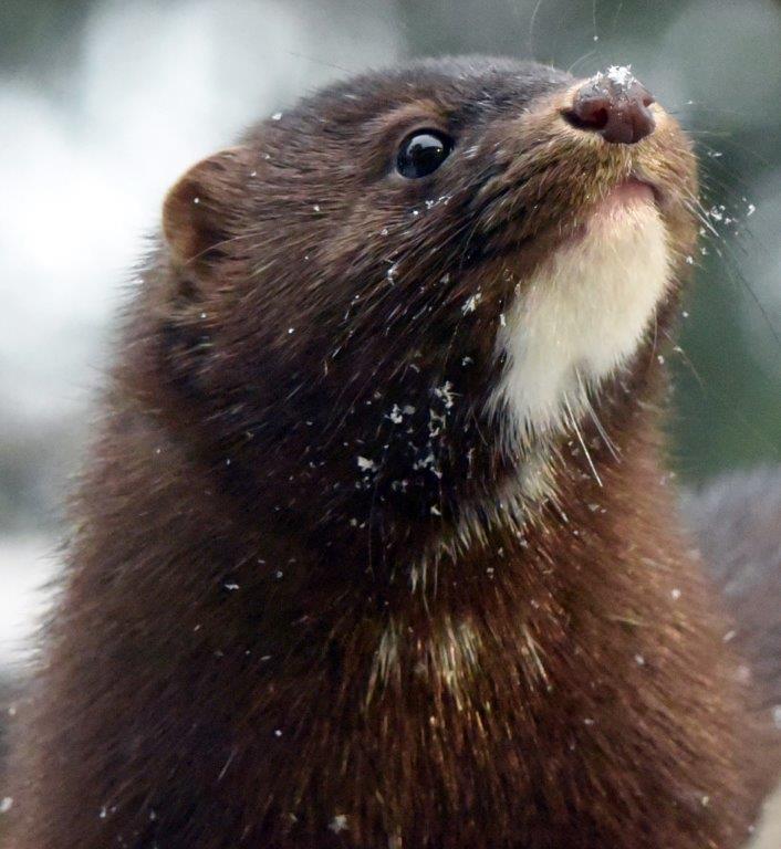 Mink Clear 12-13-18