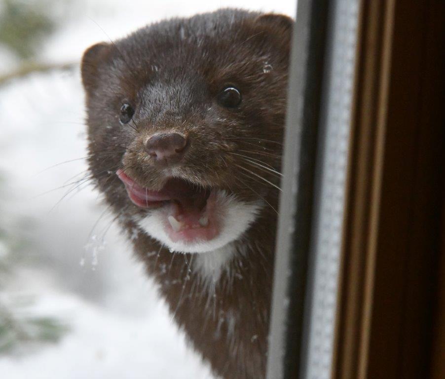 Mink Streak
