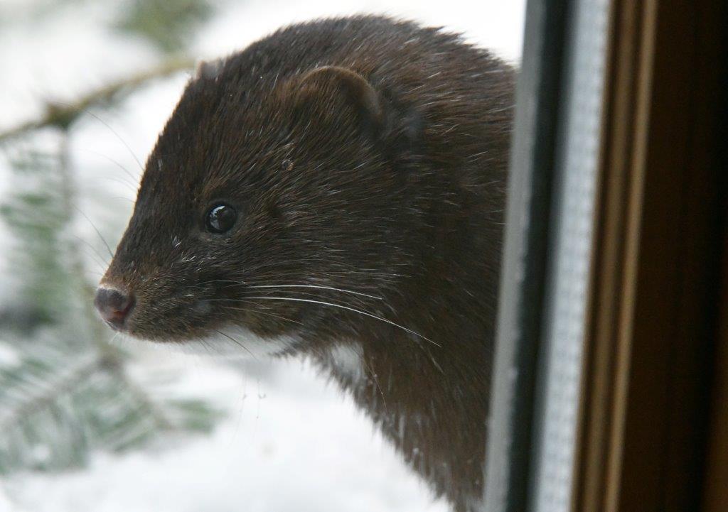 Mink Streak