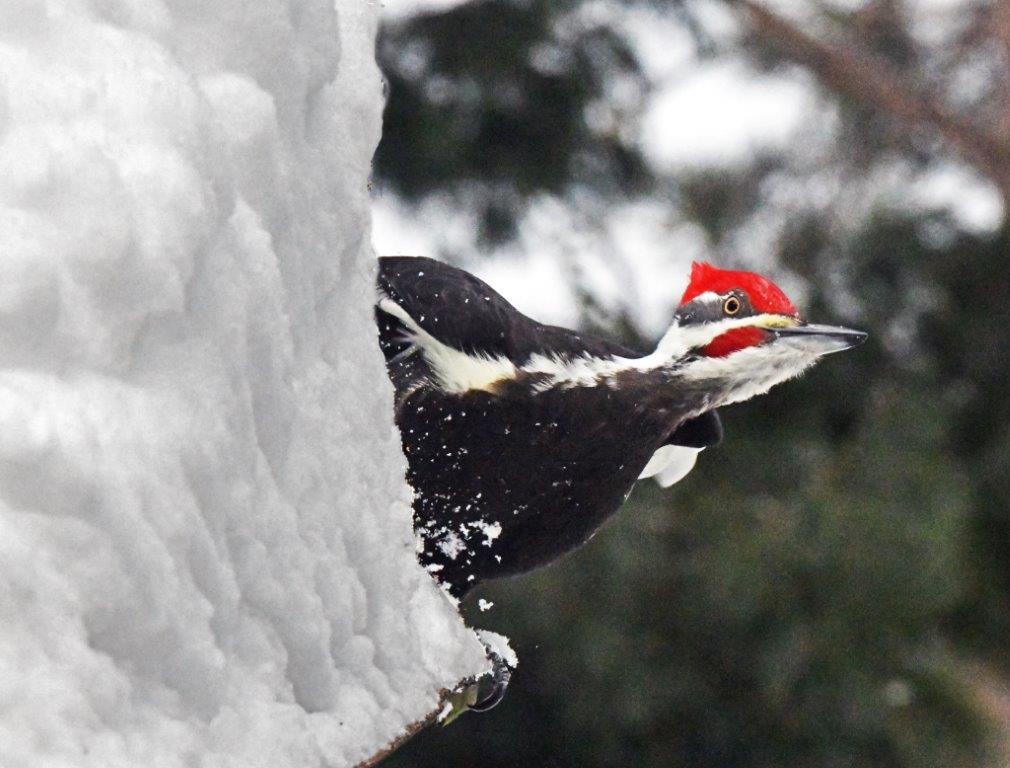 Pileated male