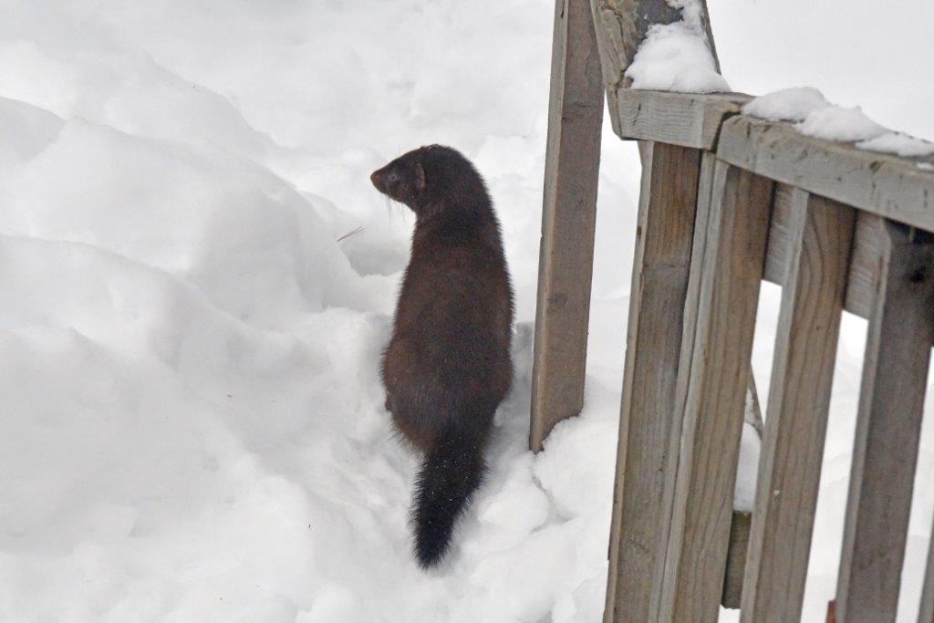 Stripe looking around