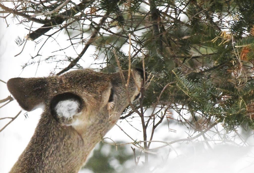 Deer nibbling balsam fir