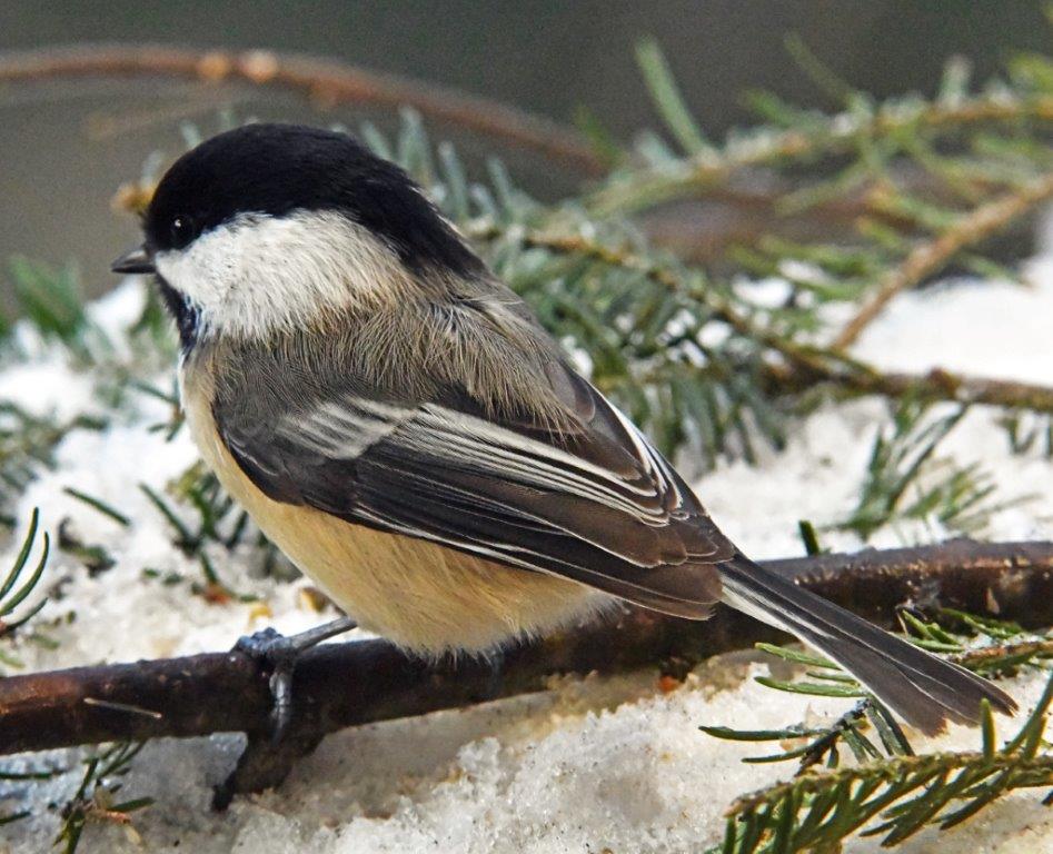 Chickadee