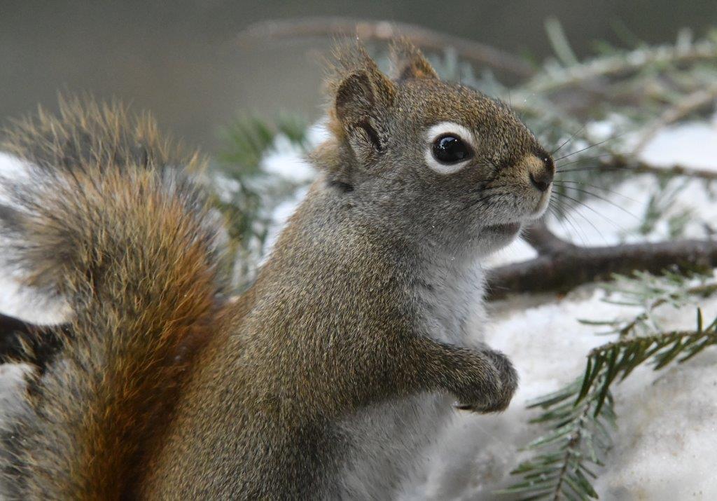 Red squirrel
