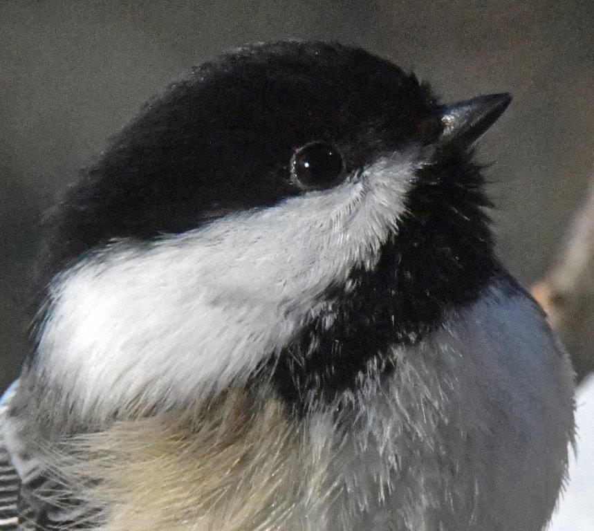 Chickadee