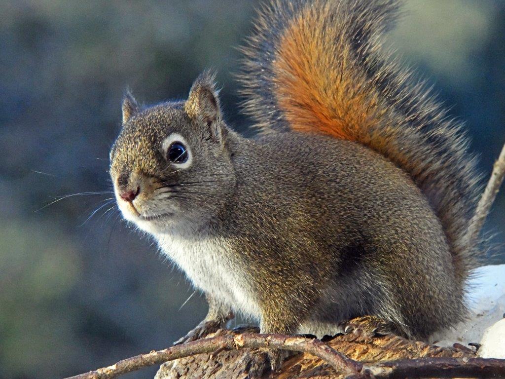 Red squirrel