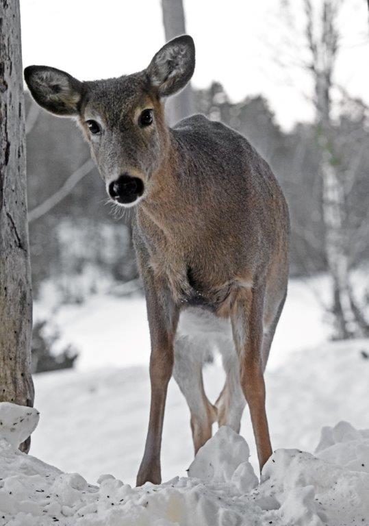 White-tailed deer