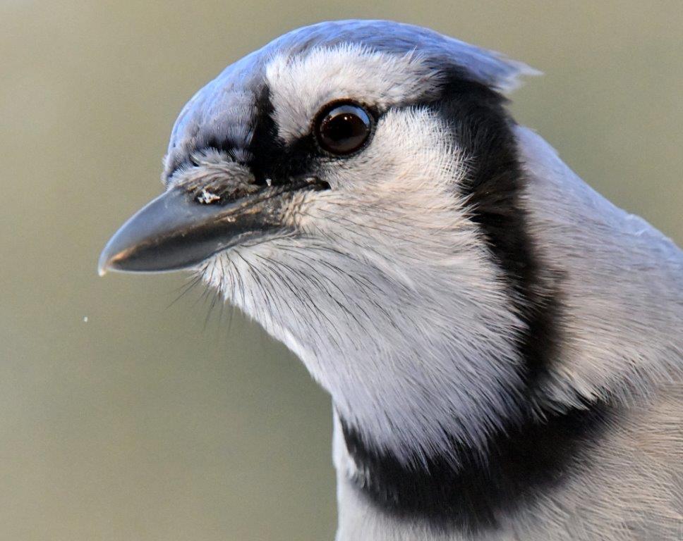 Blue Jay