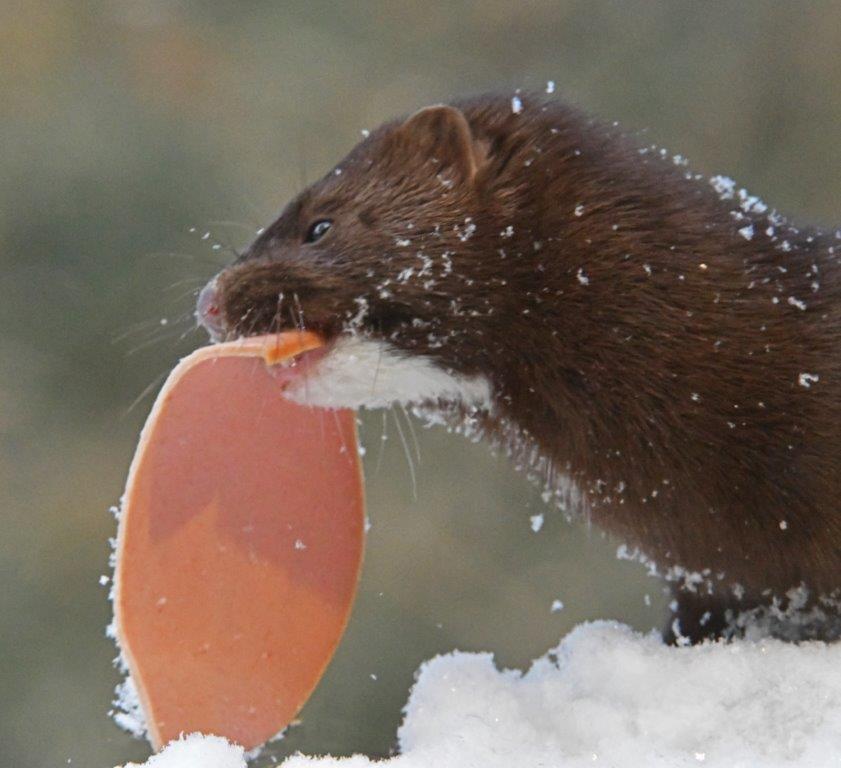 Mink Banjo
