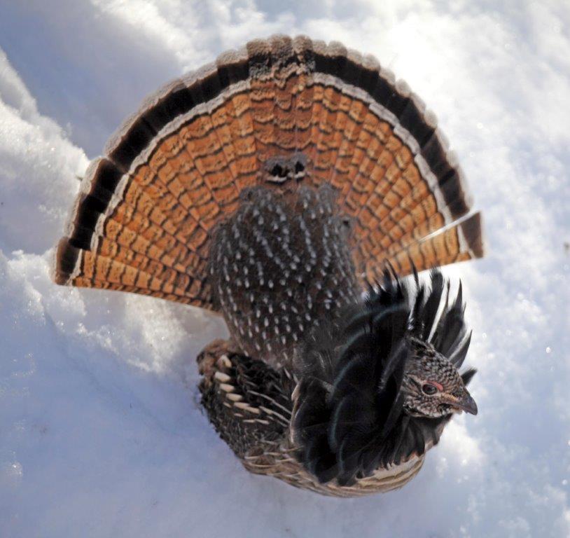 Ruffed grouse by David Setterholm