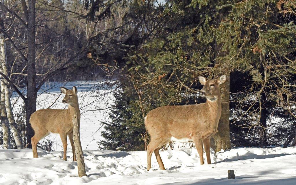 Deer  