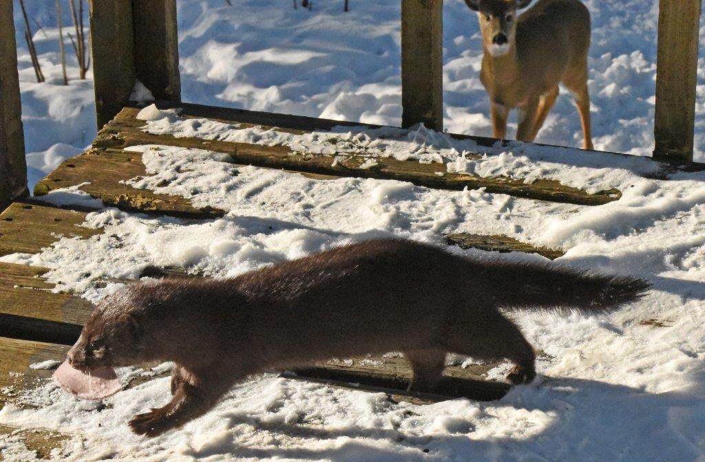 Mink streak