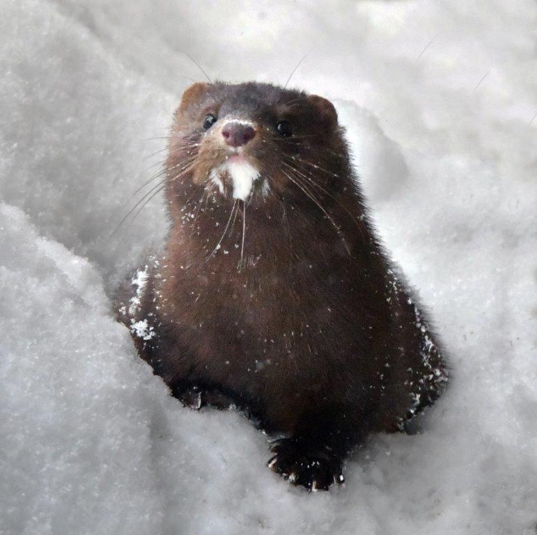 Mink Stripe