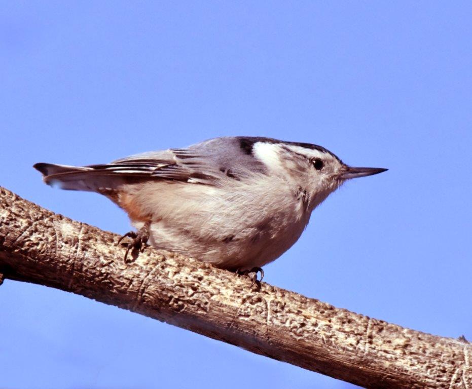 White breasted nuthatch