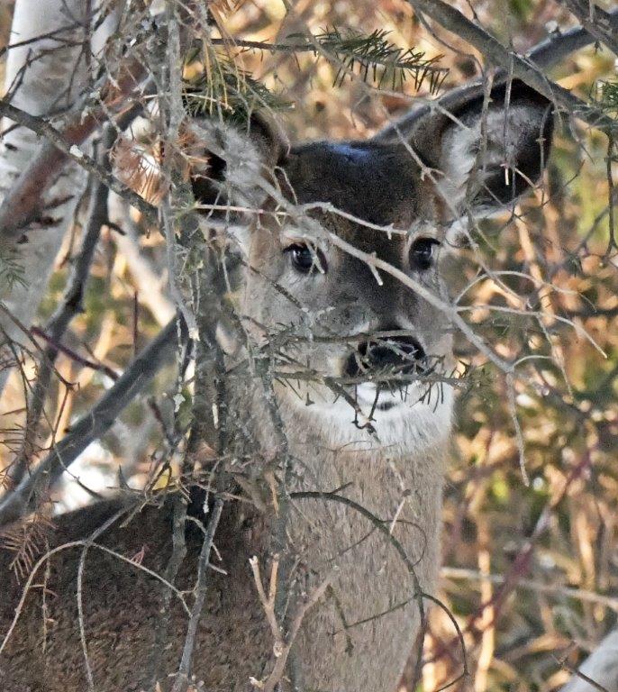 Deer
